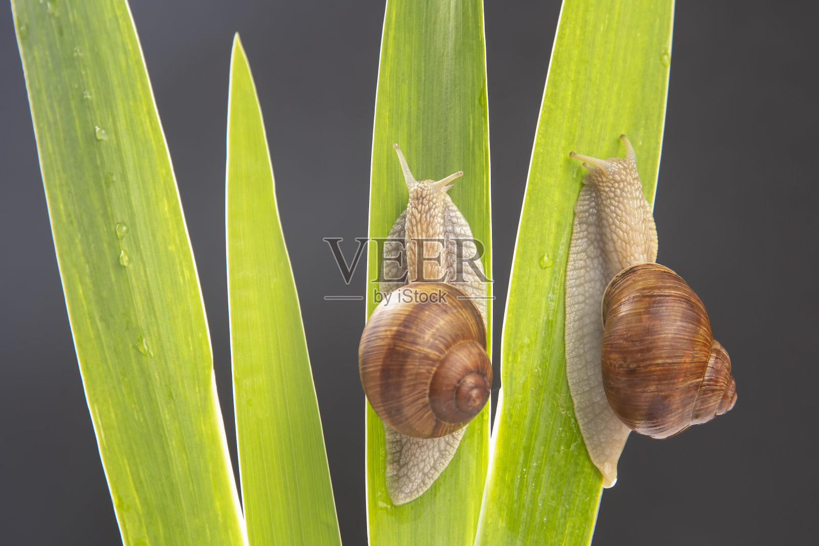 葡萄蜗牛在绿叶上爬行。软体动物和无脊椎动物。美味的肉和美食。放松照片摄影图片