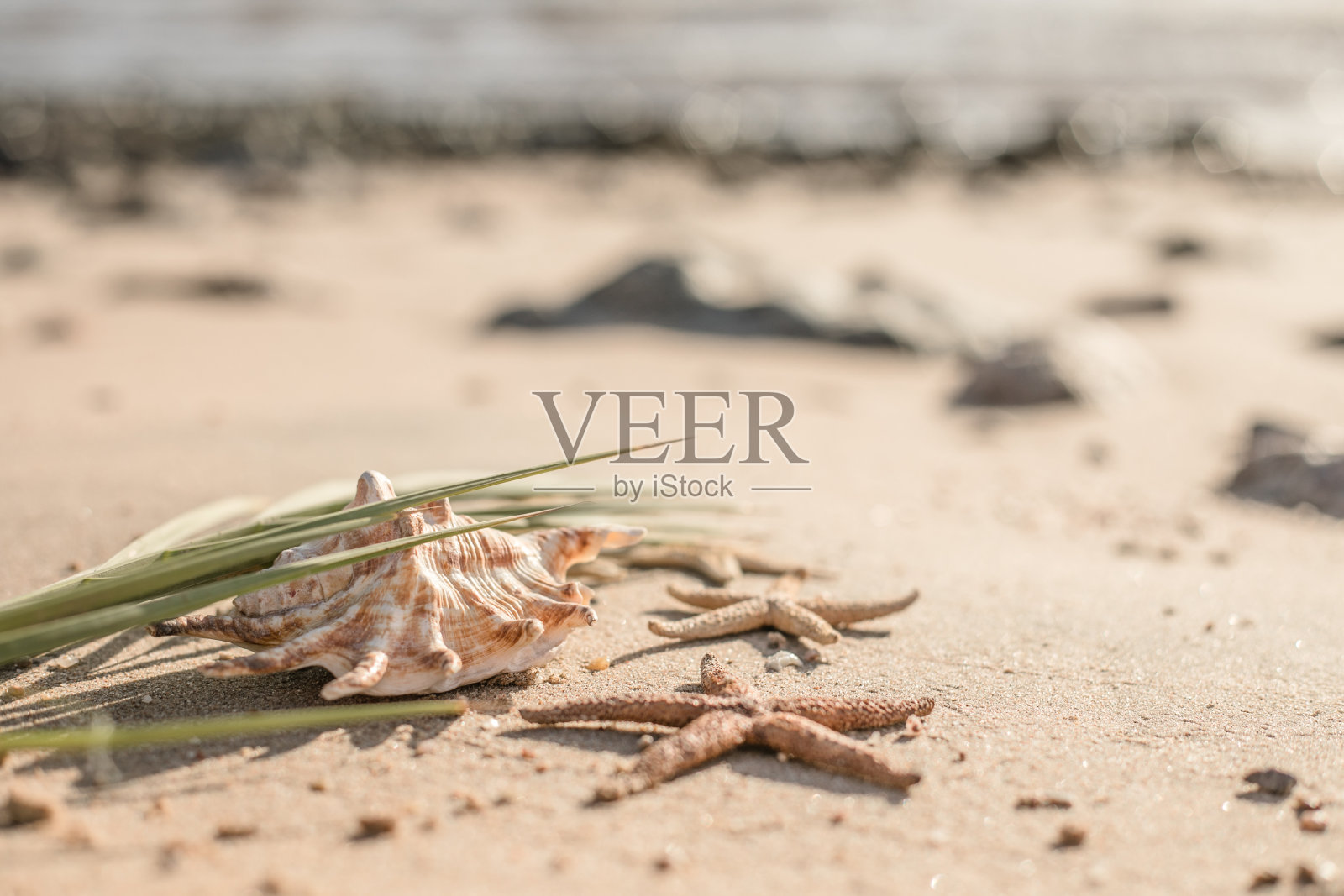 沙滩上的贝壳和海星，夏日沙滩背景旅游概念照片摄影图片