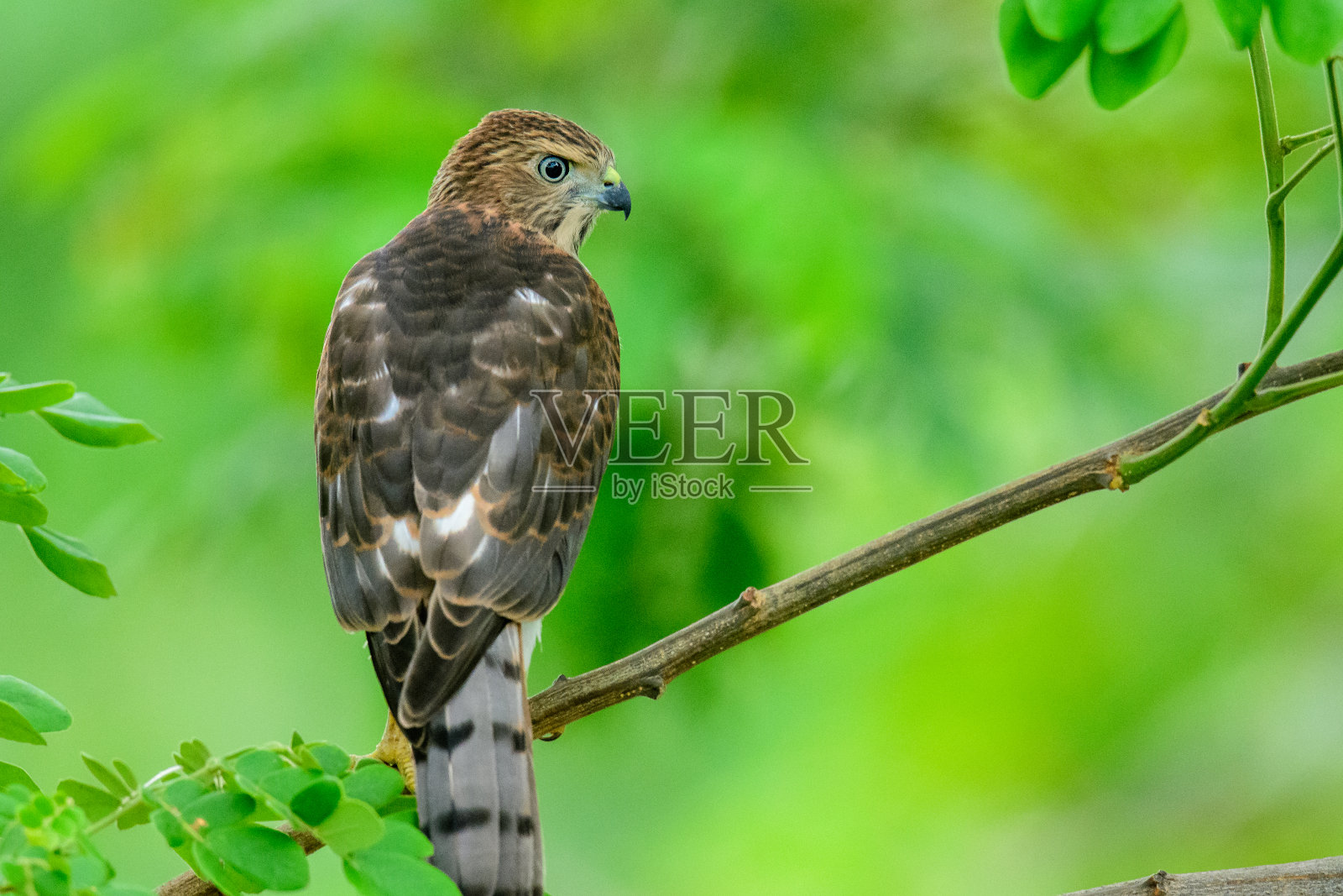 少年希克拉照片摄影图片