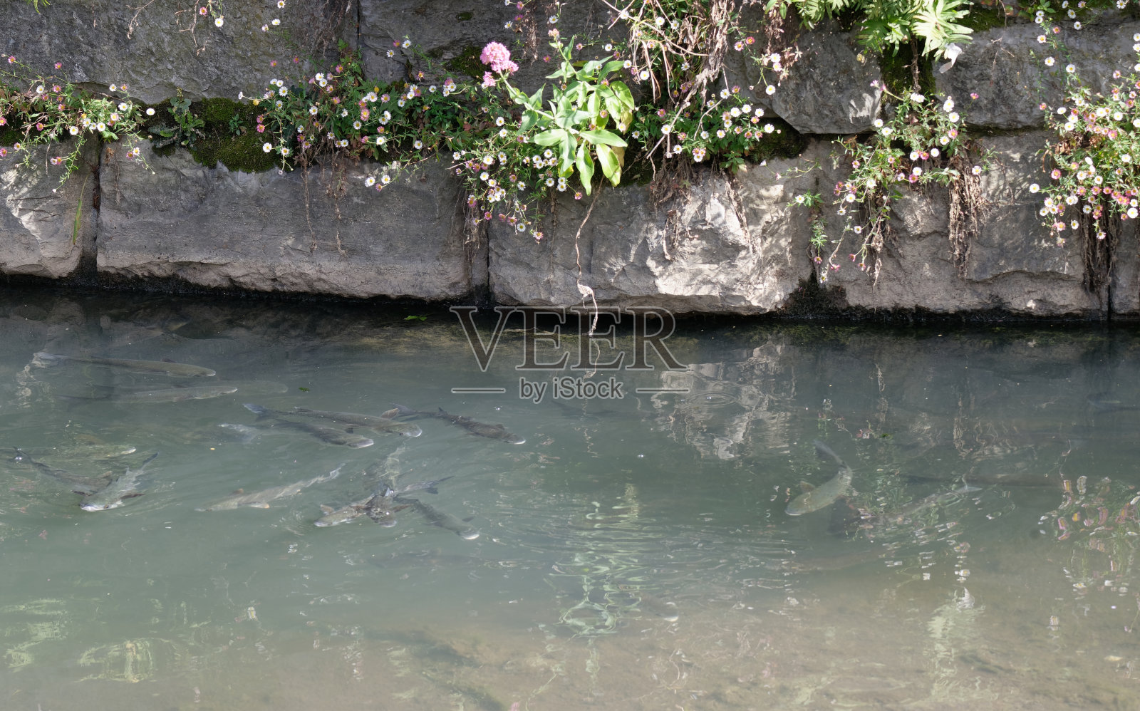一群鲻鱼爬上运河照片摄影图片
