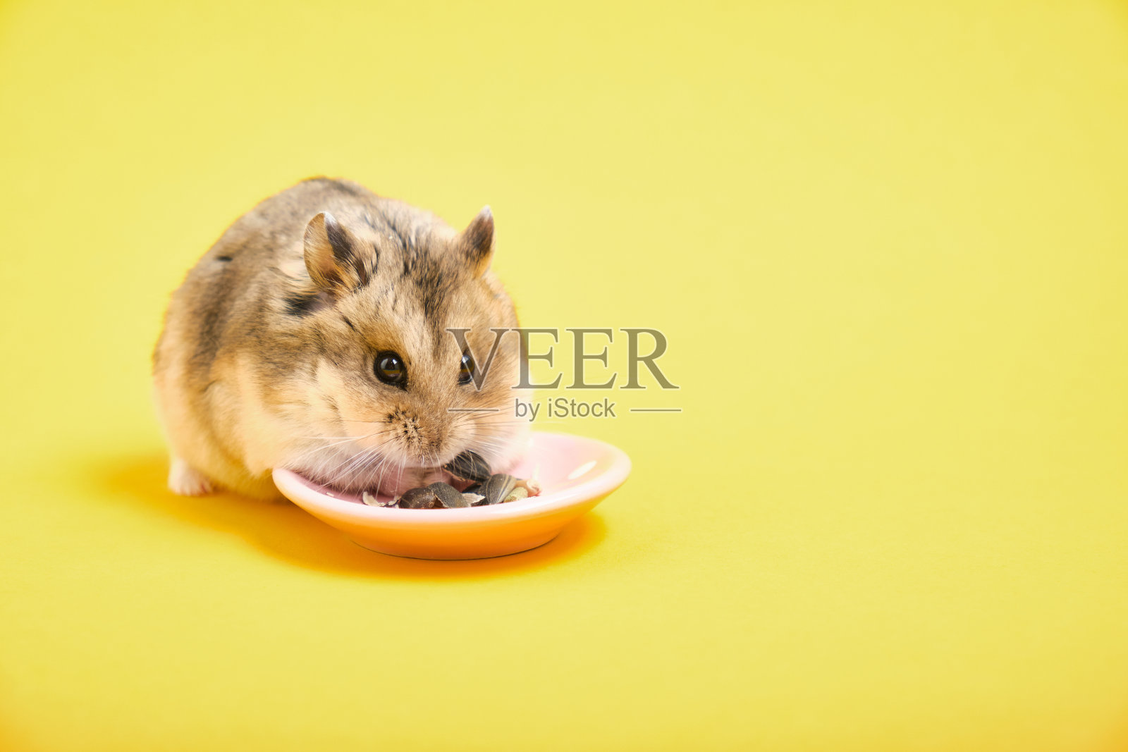 黄色背景上的仓鼠正在吃葵花籽。照片摄影图片