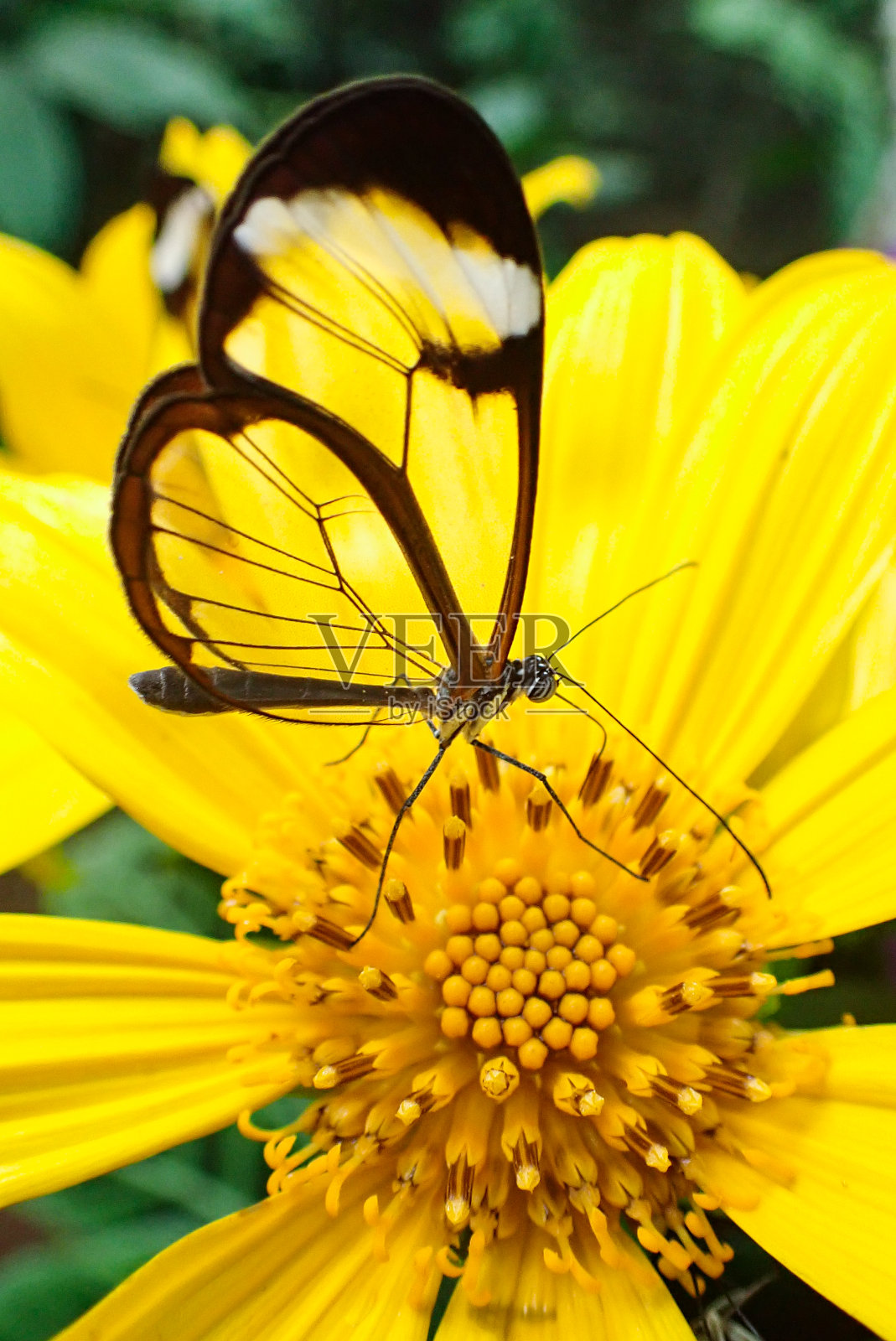 蝴蝶照片摄影图片