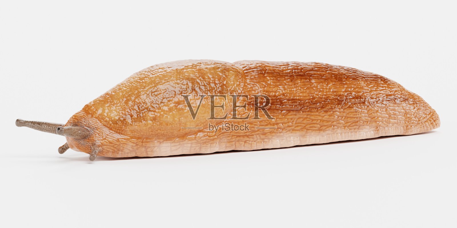 Dusky Arion - Slug的逼真3D渲染照片摄影图片