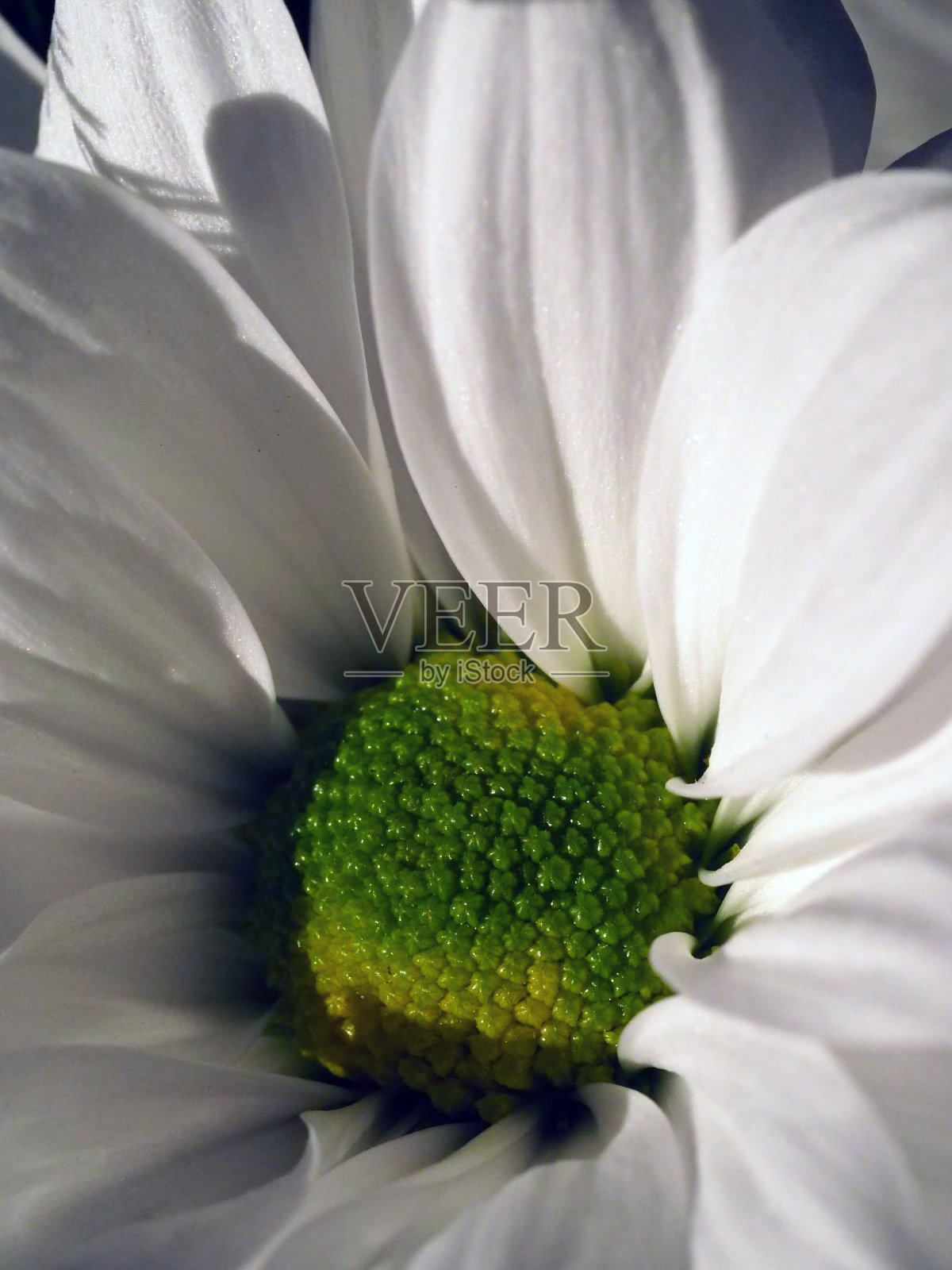 阴影中的白雏菊照片摄影图片