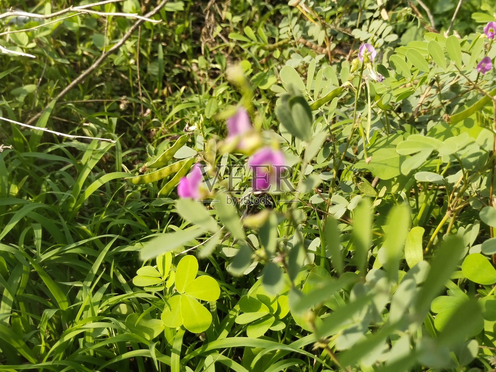 花和树照片摄影图片