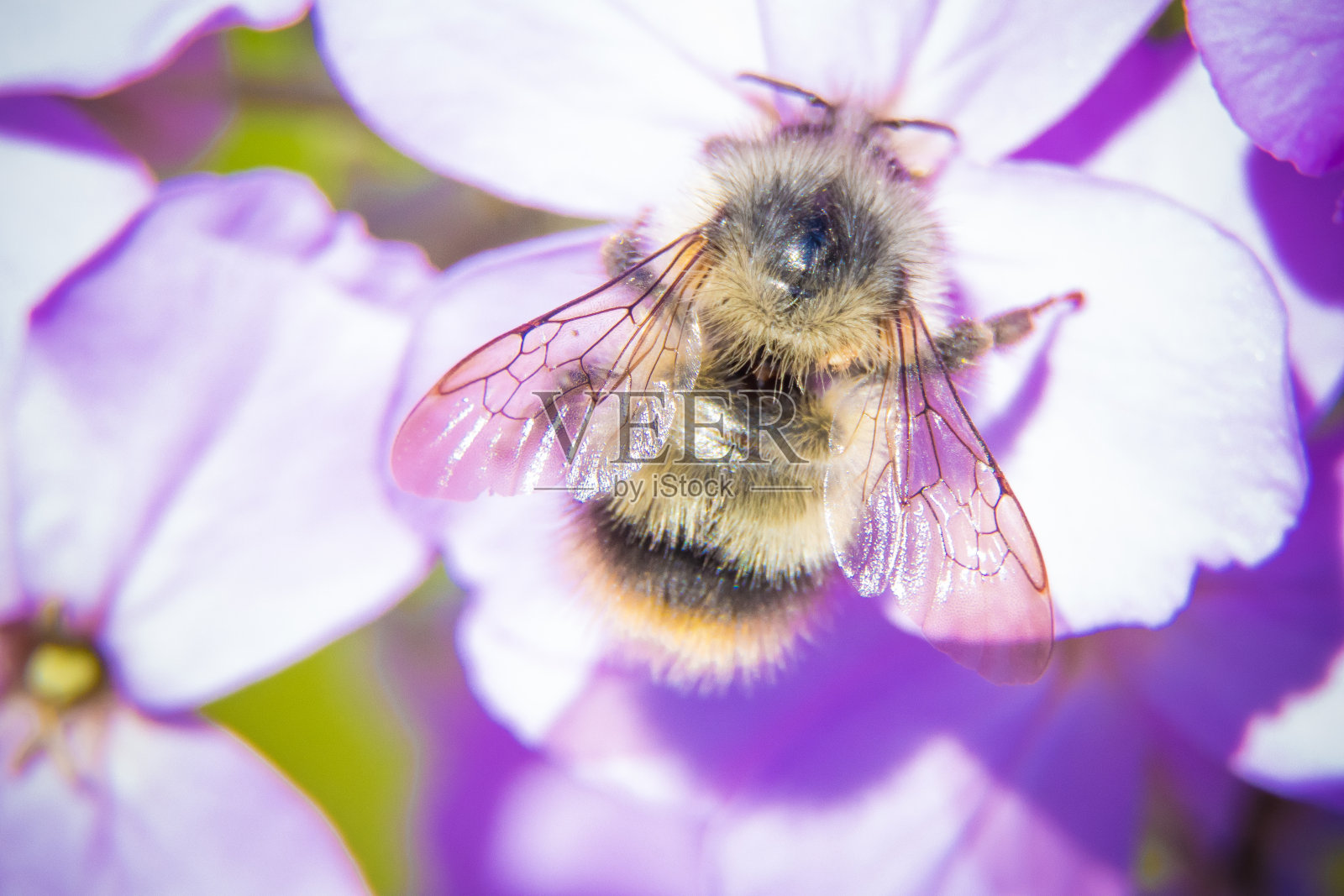 大黄蜂照片摄影图片
