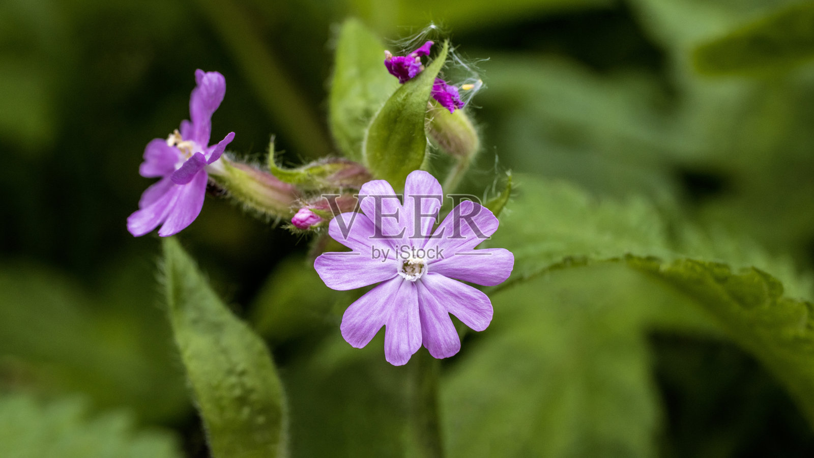 红色剪枝，也被称为红色捕蝇照片摄影图片