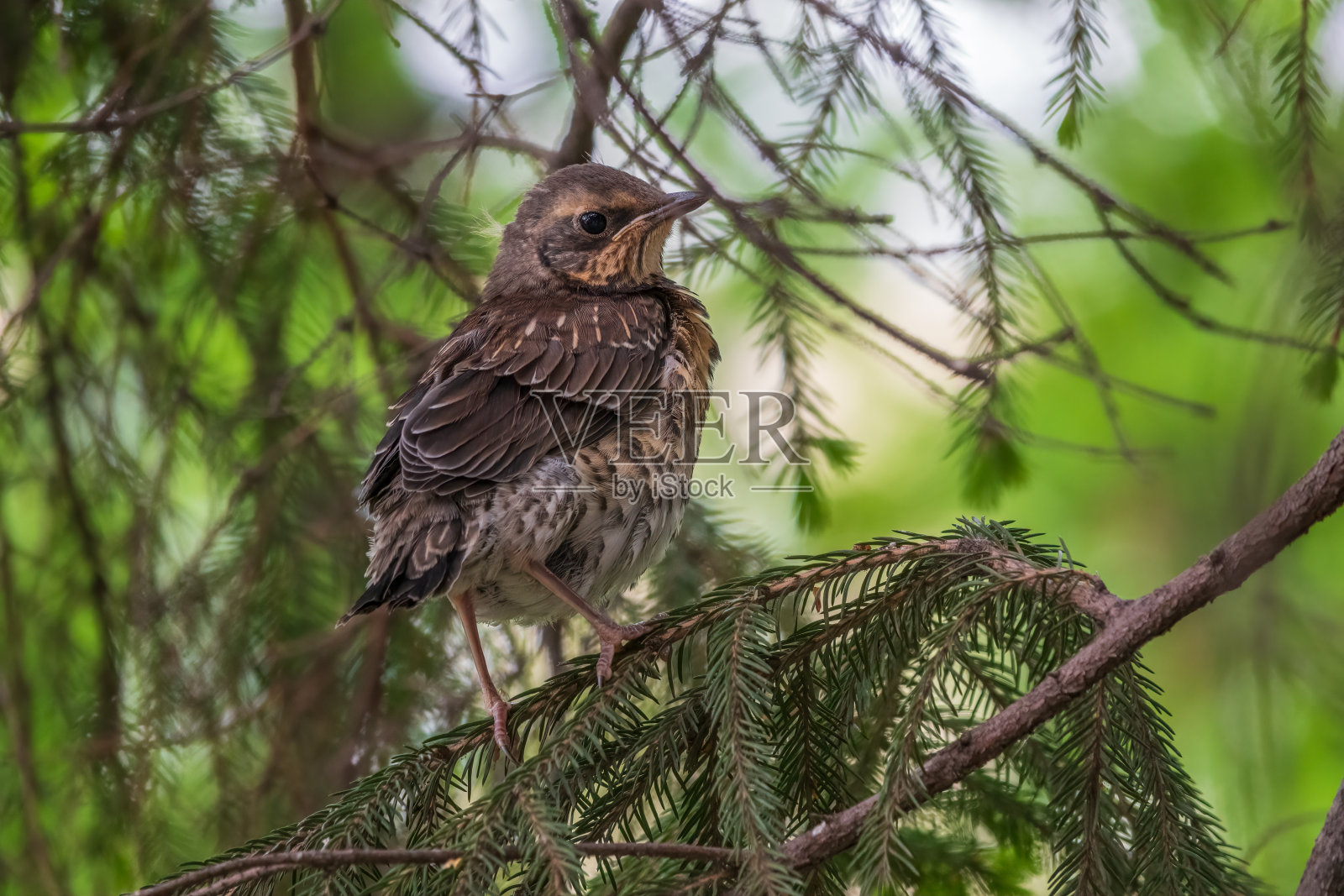 一只野外觅食的雏鸟，土尔杜斯·皮拉瑞斯，已经离开巢穴，坐在树枝上。一只野鸡坐在树枝上等待父母的到来。照片摄影图片