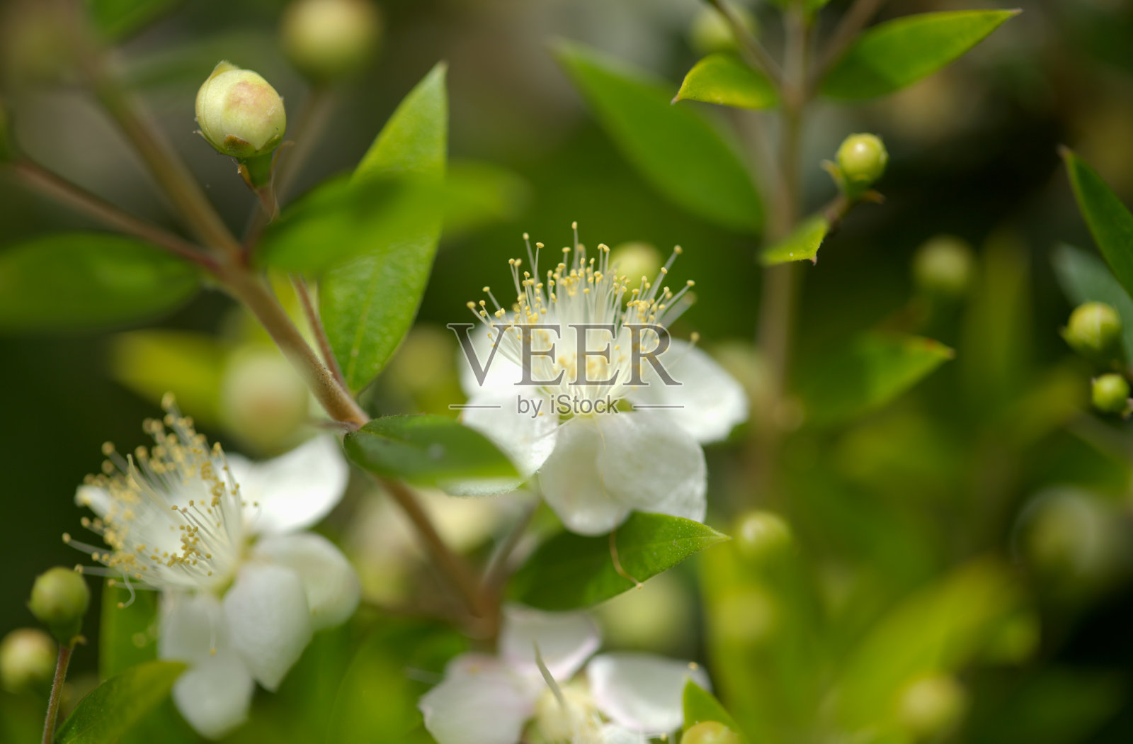 大卡纳利植物志-开花桃金娘，常见桃金娘，引种，自然花卉背景照片摄影图片