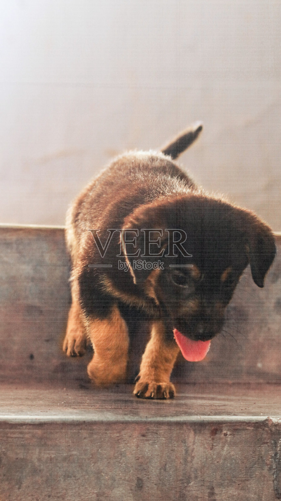 德国牧羊犬的小狗照片摄影图片