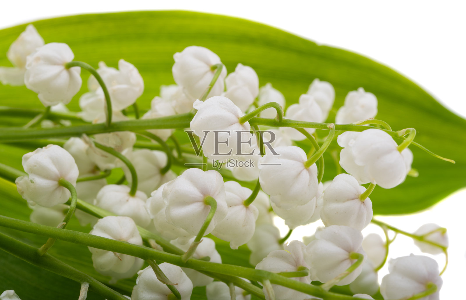 铃兰的花是孤立的照片摄影图片