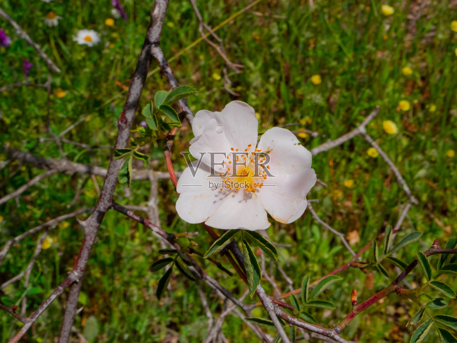 野地里的野花照片摄影图片