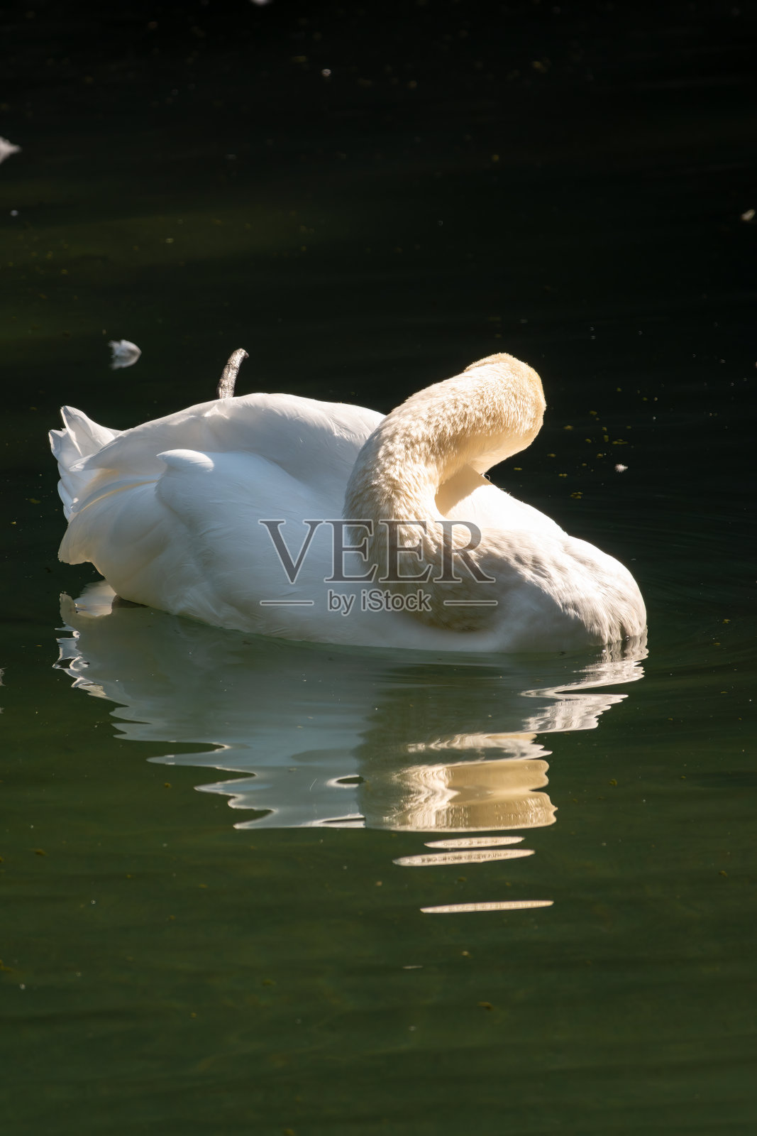 一只优雅的白天鹅游在暗绿色的湖面上。那只白天鹅倒映在水中照片摄影图片