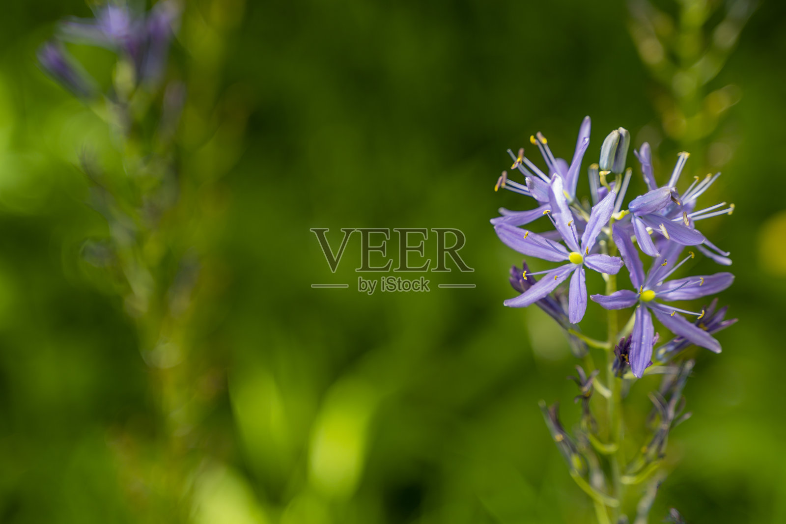 明亮的丁香花头在一个偏离中心软焦点背景复制空间照片摄影图片