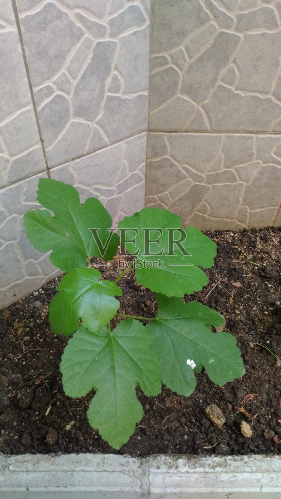 从植物和花卉的自然概况照片摄影图片