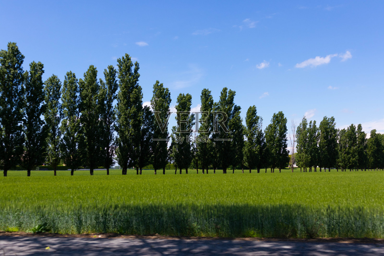 意大利日落时种植小麦和谷物的田地照片摄影图片