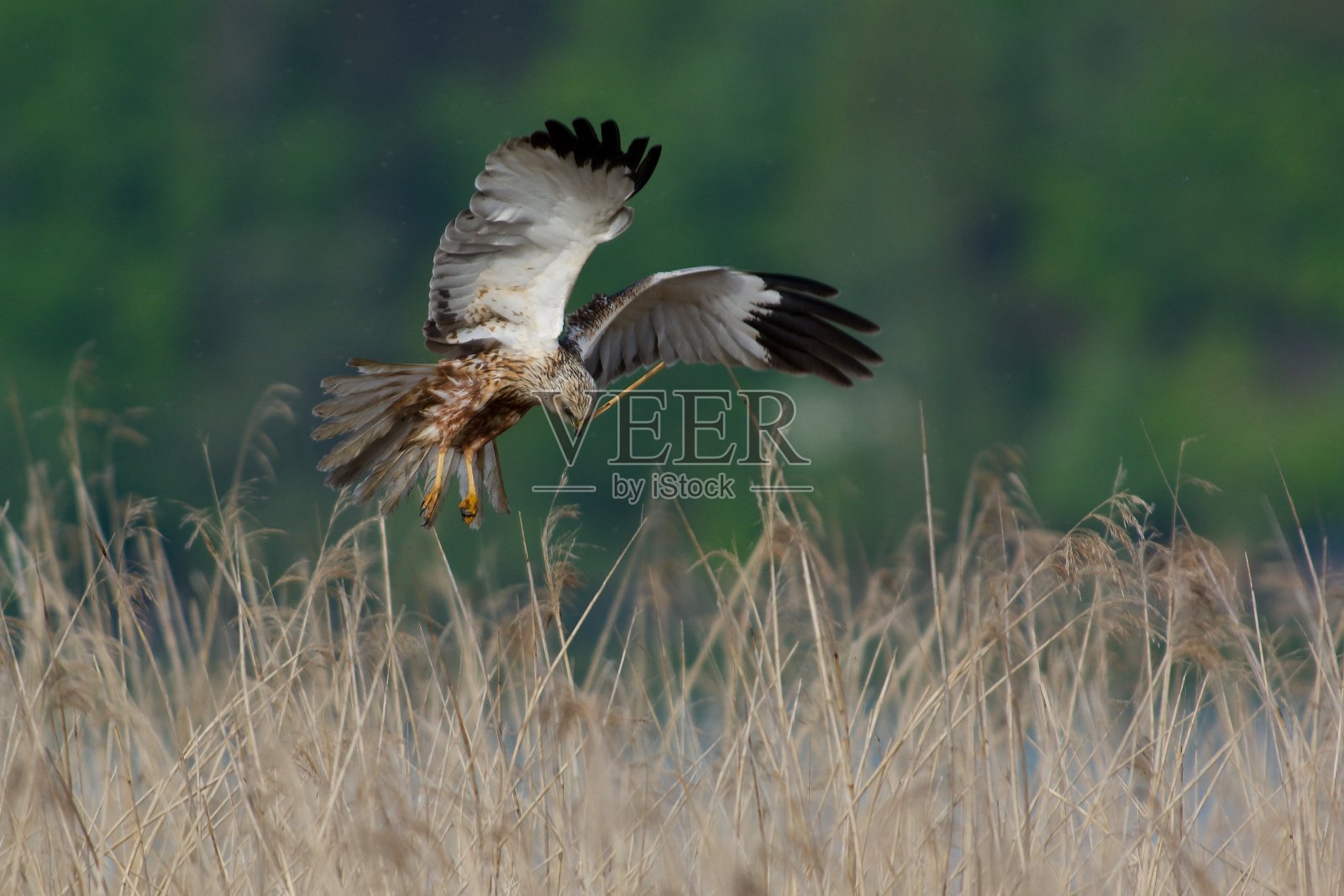 正在筑巢的褐色沼泽鹰照片摄影图片