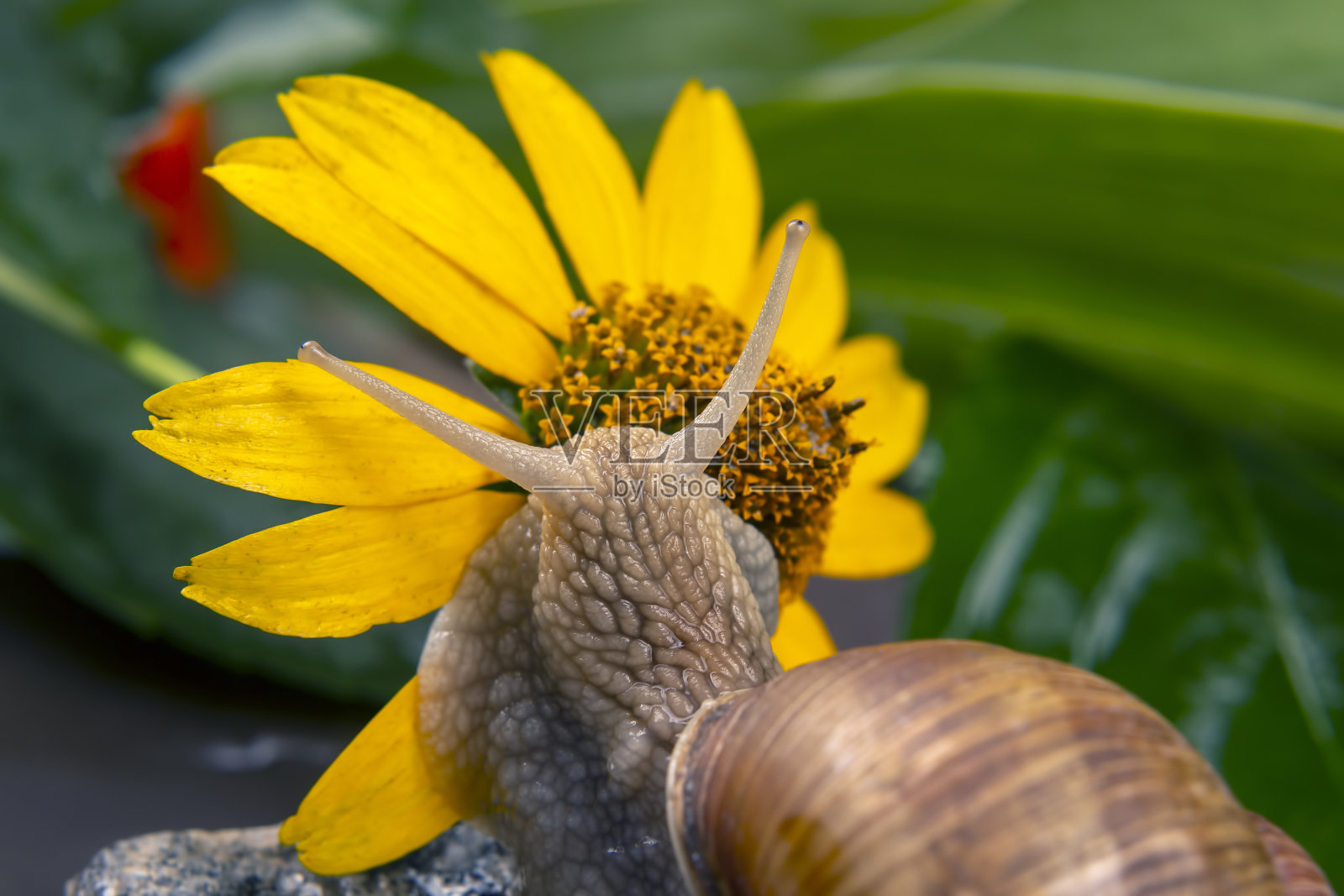 螺旋pomatia。蜗牛在自然界中积极爬行。软体动物和无脊椎动物。美味的肉和美食。照片摄影图片