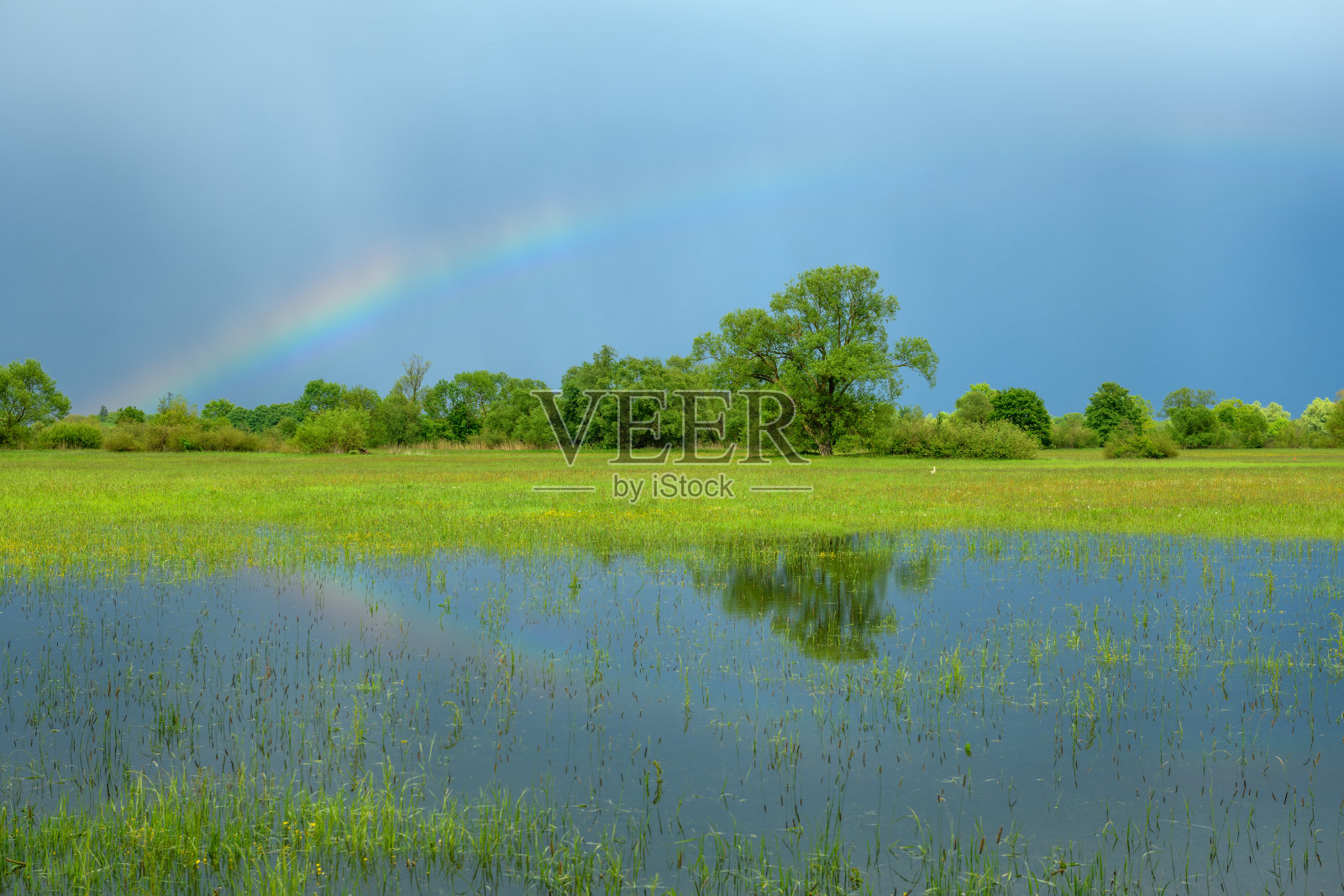 春天多雨的天气里，被淹没的草地上出现了彩虹。照片摄影图片