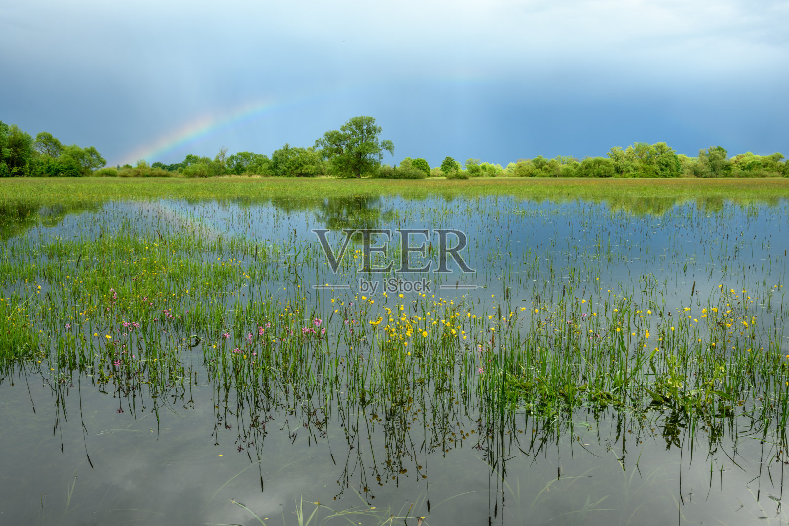 春天多雨的天气里，被淹没的草地上出现了彩虹。照片摄影图片
