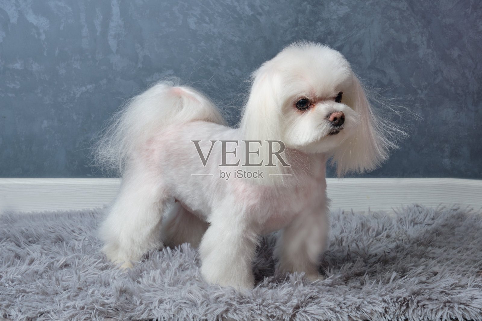 马尔济斯哈巴狗在灰色的背景上展示了特定品种的发型照片摄影图片