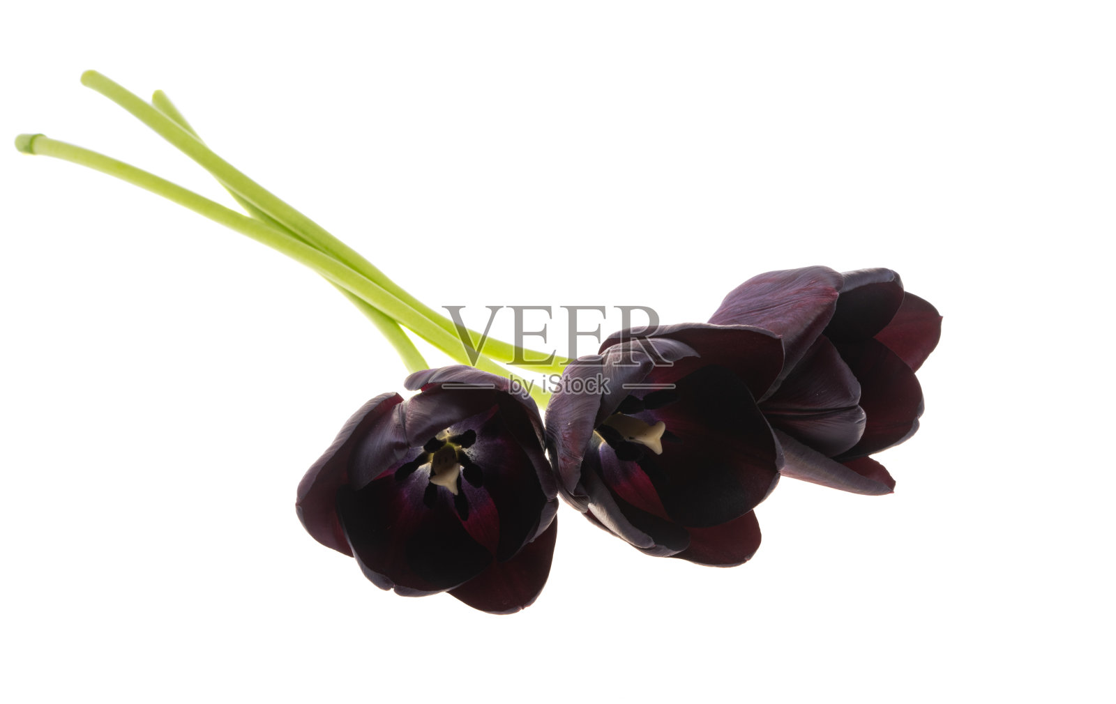 黑色郁金香孤立照片摄影图片