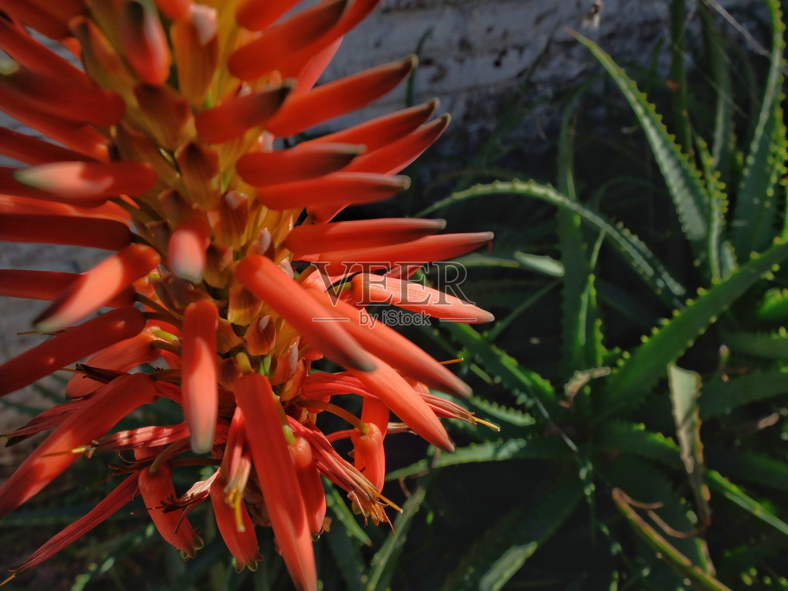 芦荟植物和花卉照片摄影图片