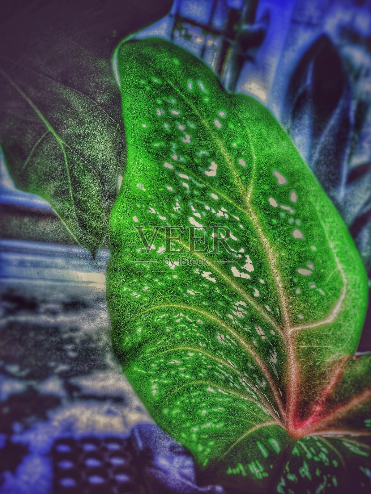 花瓣呈白色照片摄影图片