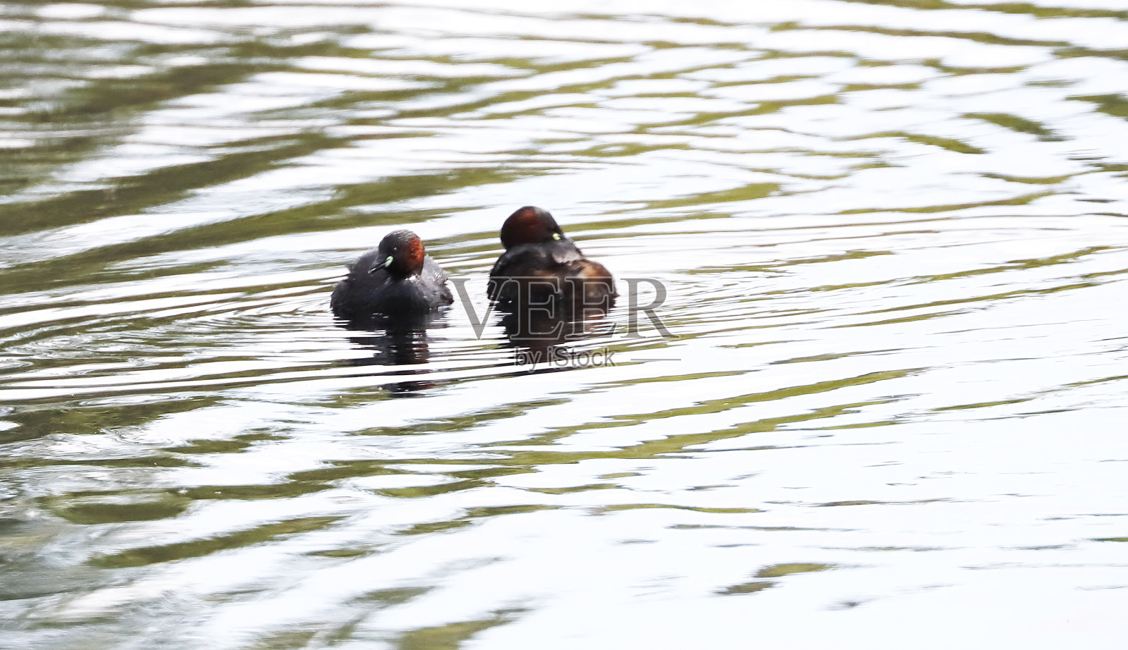 小鸊鷉照片摄影图片