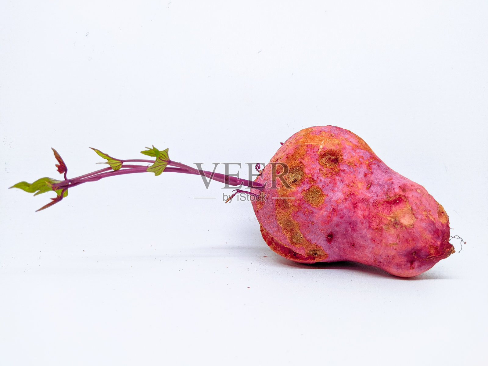 鲜紫甘薯，芽小照片摄影图片