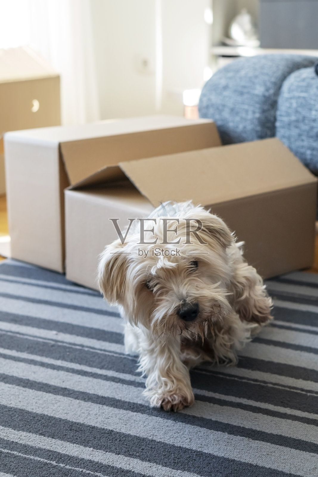 约克郡犬的肖像照片摄影图片