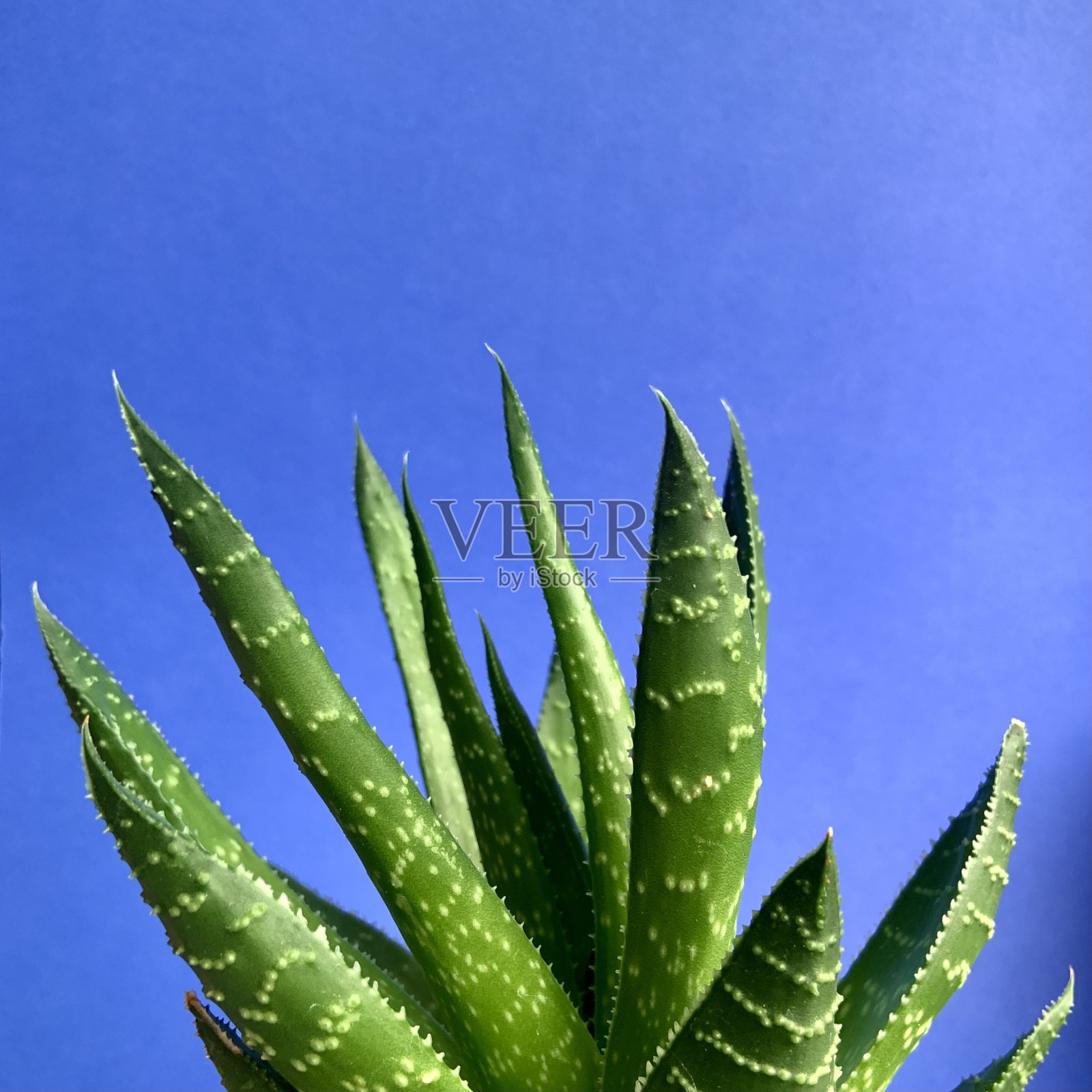 哈沃希亚近距离与蓝色背景照片摄影图片