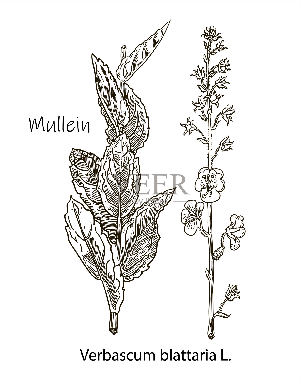 Mullein，复古雕刻插图。更现实的植物插图。图片为您的设计。插画图片素材