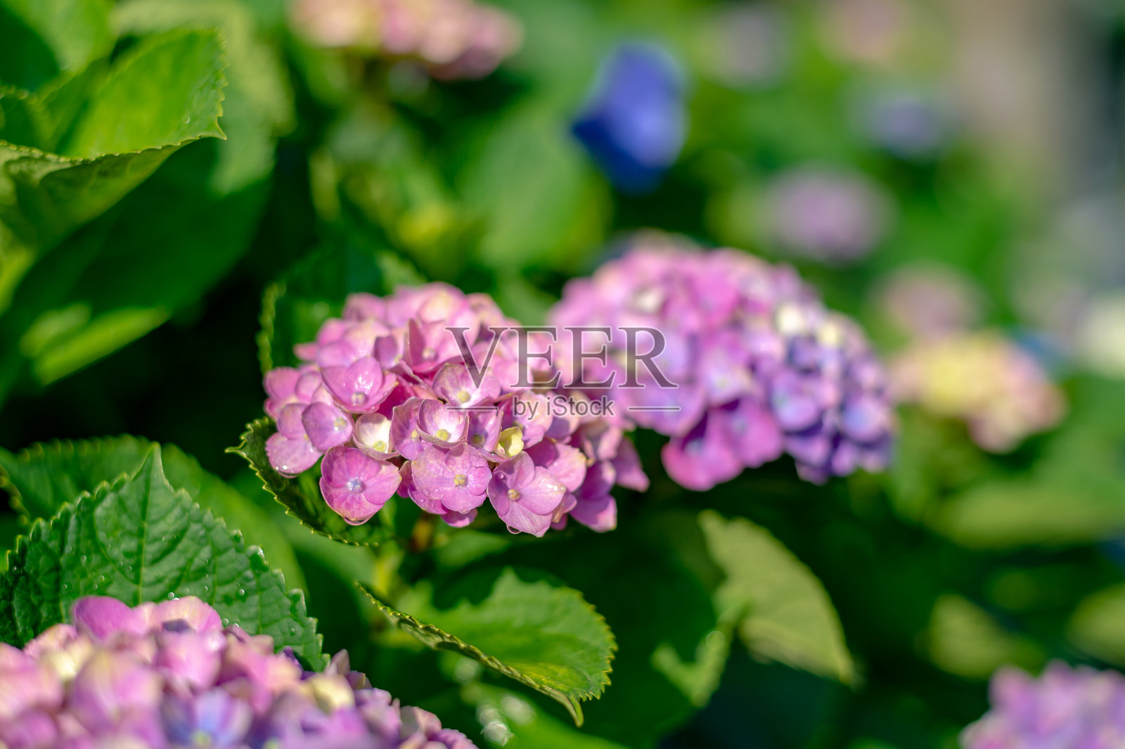 许多绣球花盛开在白山，文教区，东京。照片摄影图片