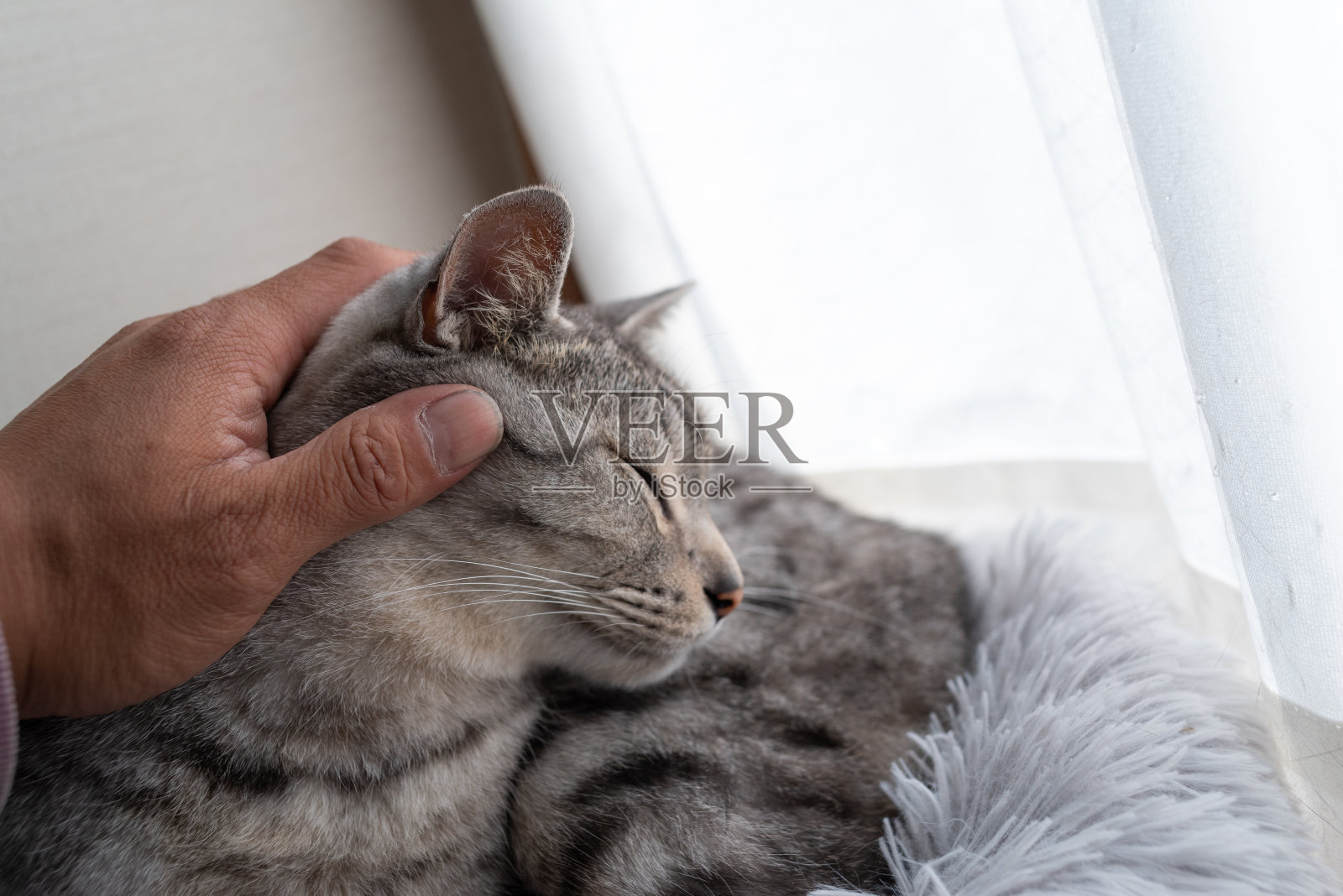 接触到猫照片摄影图片