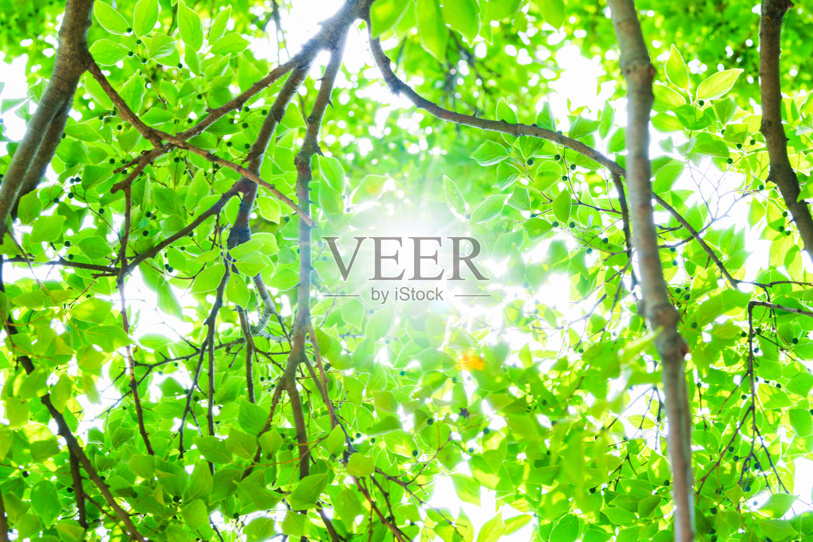 可再生能源为绿色社会提供阳光照片摄影图片