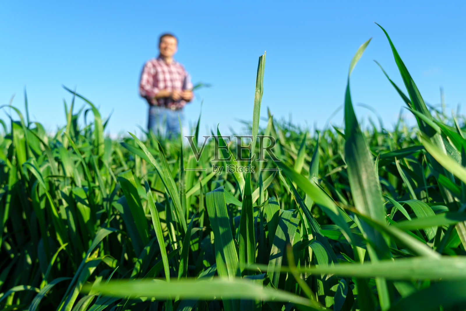 一个穿着格子衬衫和牛仔裤的农民在田野里摆姿势，检查报告和检查小麦、大麦、黑麦或其他谷物的幼苗，这是农业和农学的概念照片摄影图片