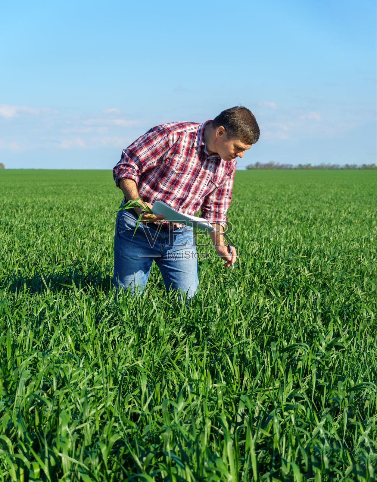 一个穿着格子衬衫和牛仔裤的农民在田野里摆姿势，检查报告和检查小麦、大麦、黑麦或其他谷物的幼苗，这是农业和农学的概念照片摄影图片