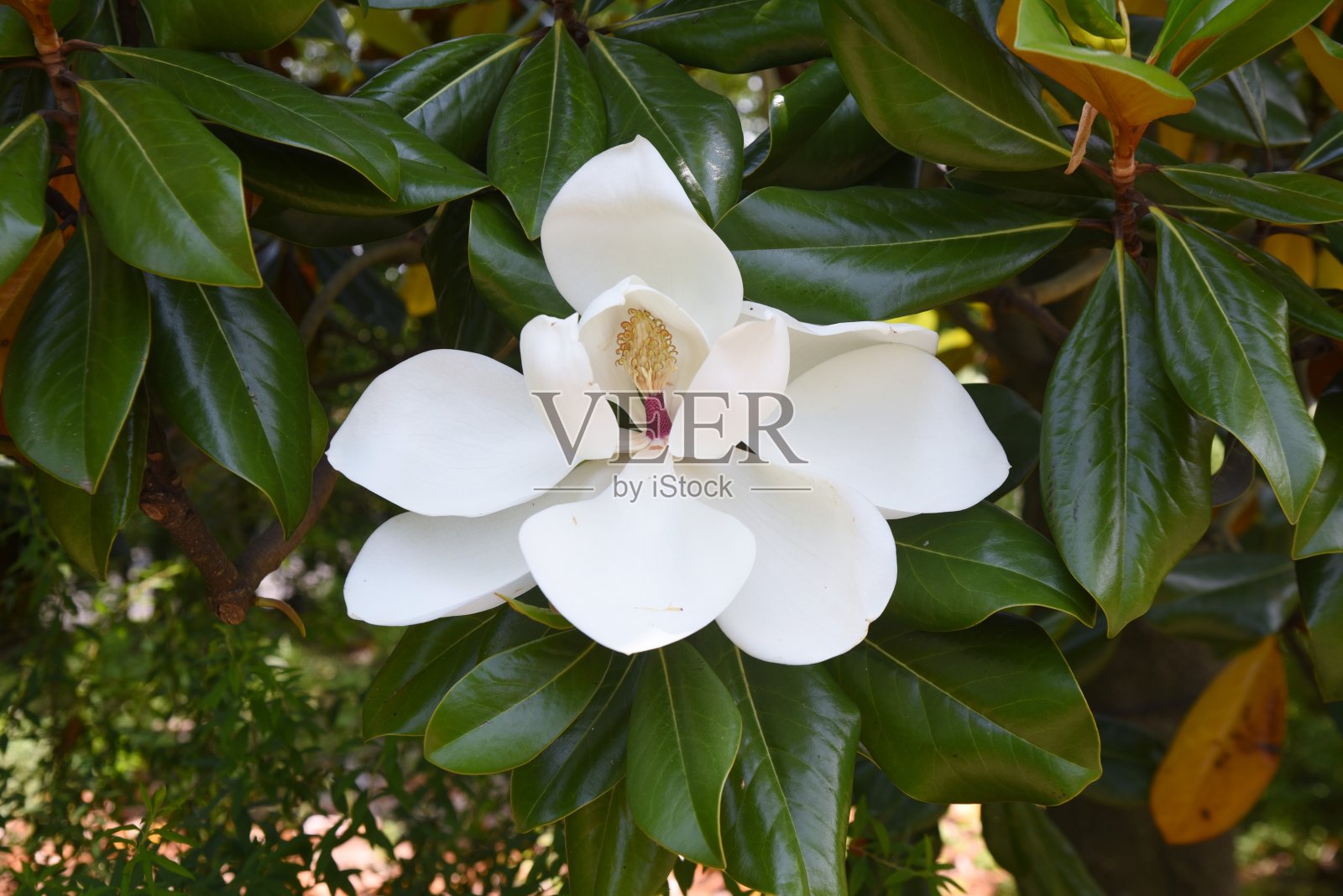 广玉兰花及其雄蕊和雌蕊。照片摄影图片