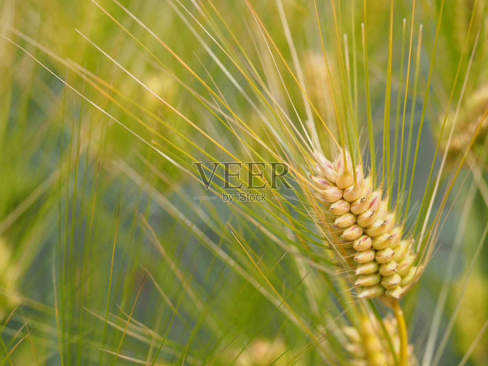 近距离的绿色大麦田照片摄影图片