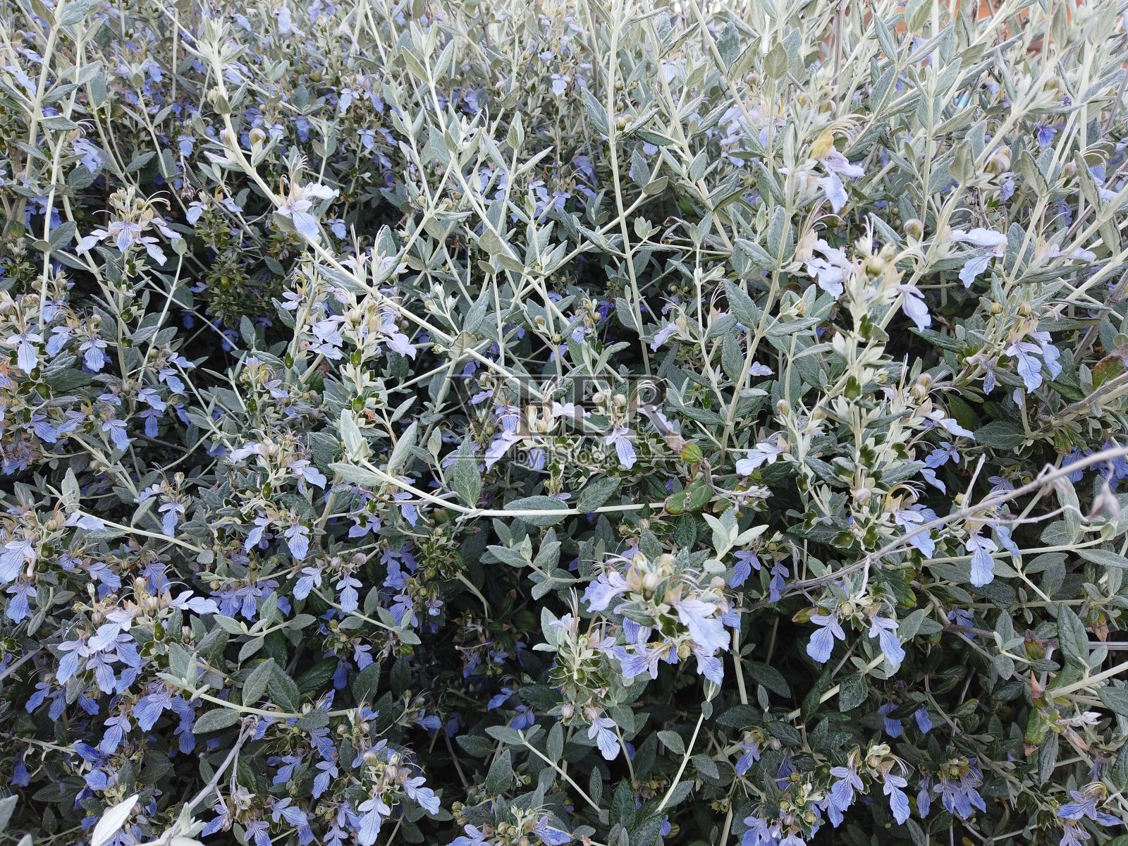 乔木德国木或灌木德国木植物和花照片摄影图片
