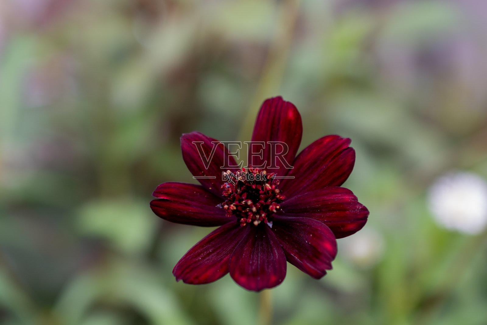 夏日花园里的紫色宇宙花照片摄影图片