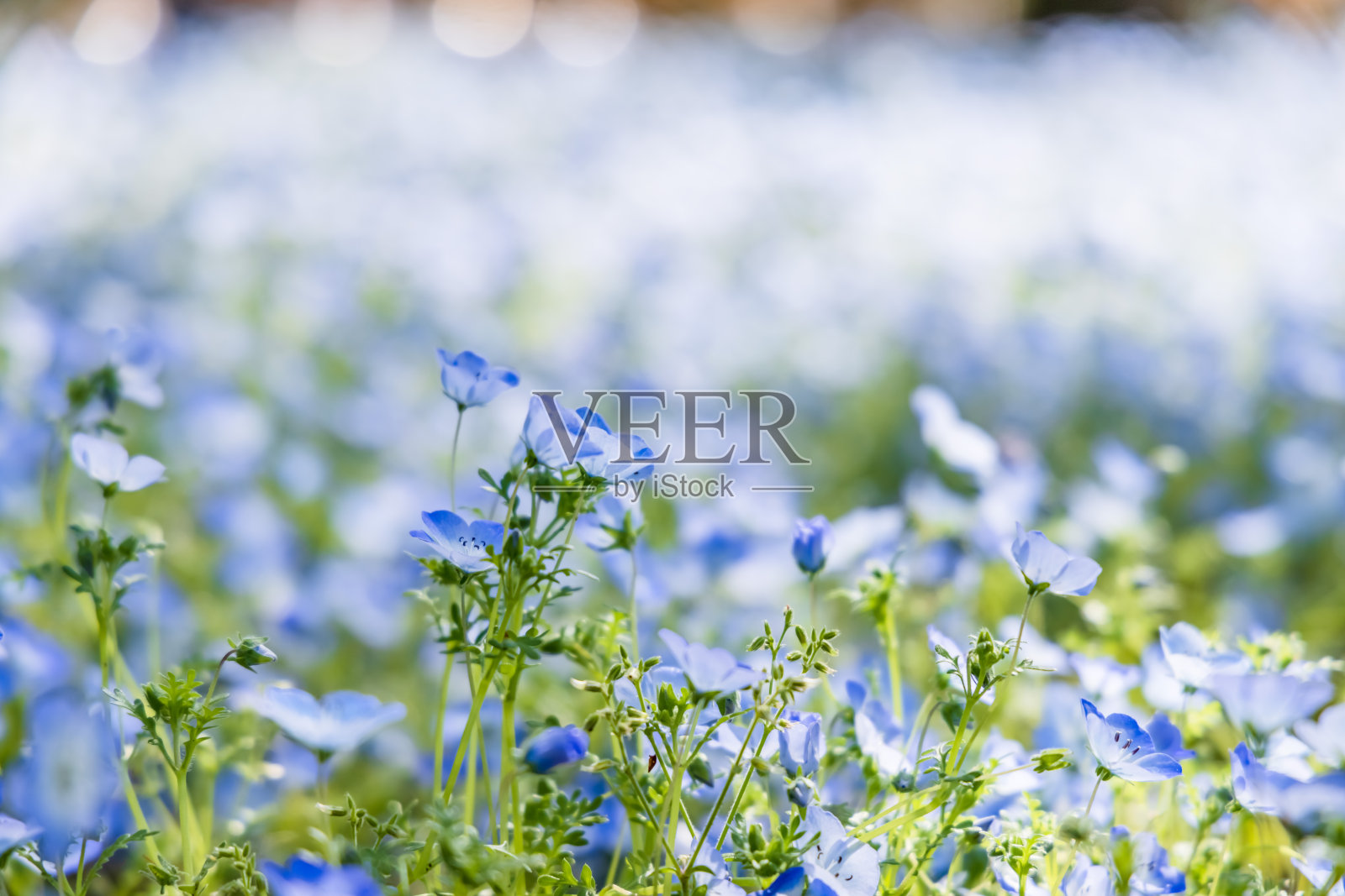 新鲜的，盛开的莫尼菲拉在风中摇曳照片摄影图片