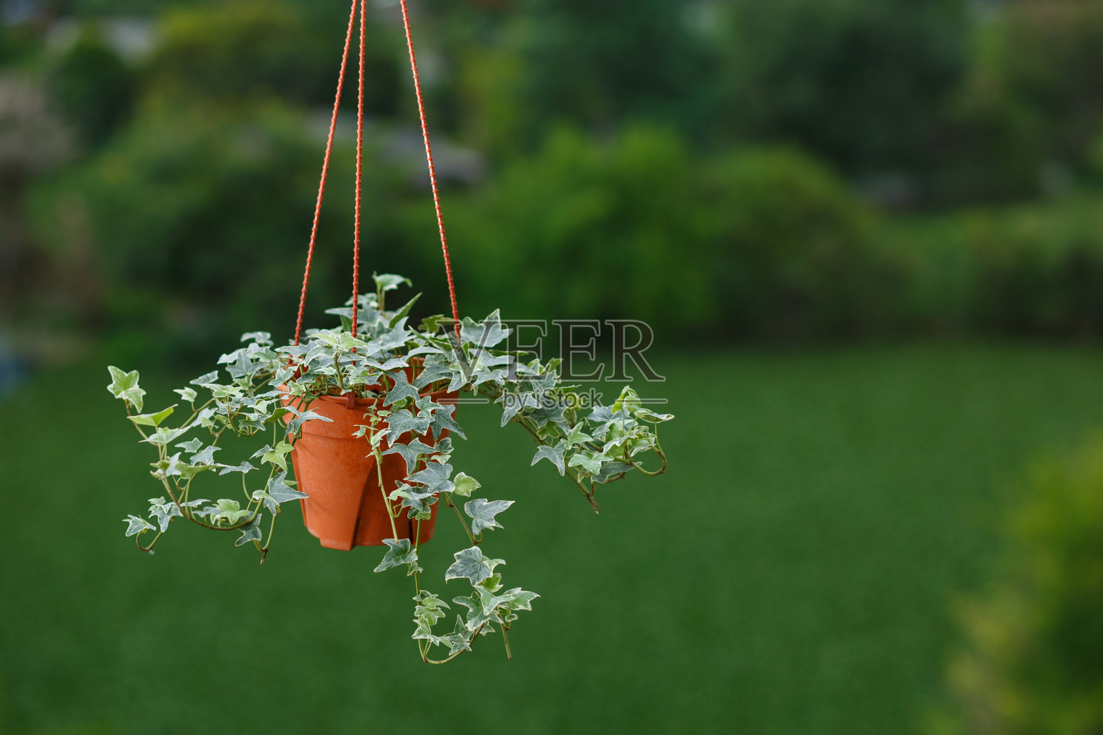 室内植物概念的英国常春藤植物照片摄影图片