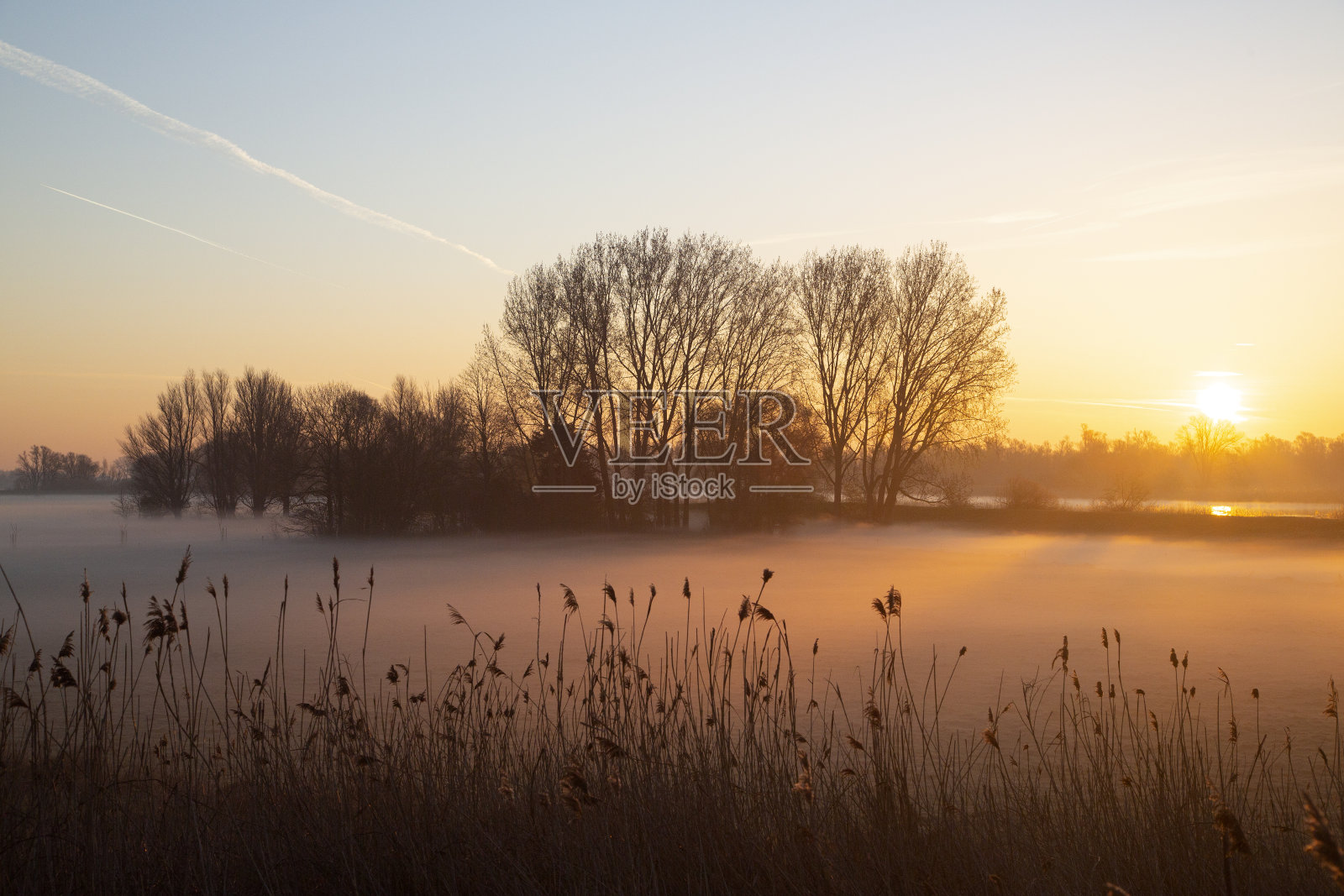 荷兰Biesbosch国家公园的池塘在日出时被雾覆盖照片摄影图片