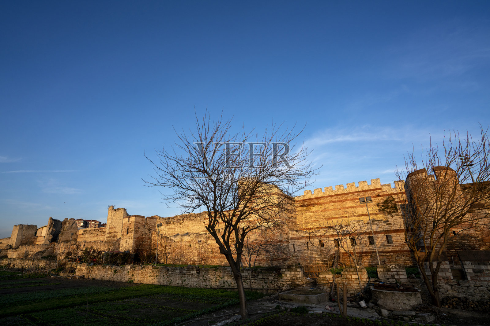 伊斯坦布尔历史拜占庭墙的一部分，有一棵树。照片摄影图片