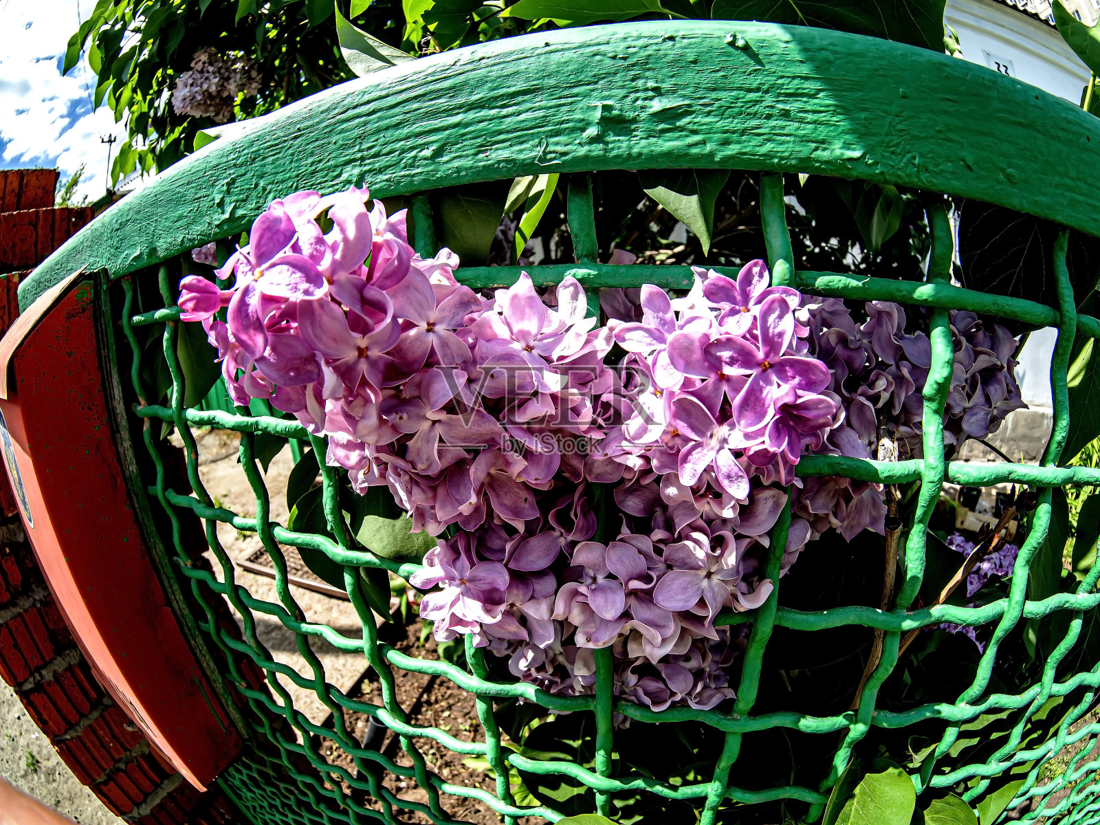 春天娇嫩的丁香枝芬芳盛开照片摄影图片