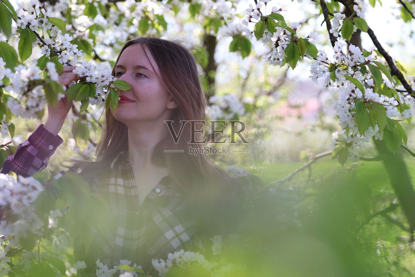 在梅花果园里的女人。照片摄影图片