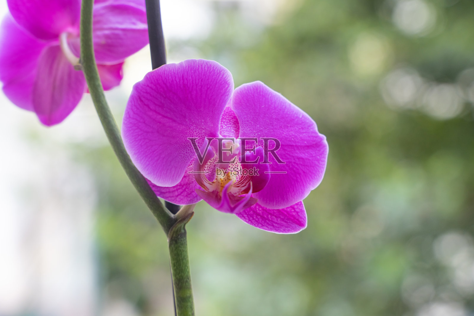 紫色兰花的花照片摄影图片