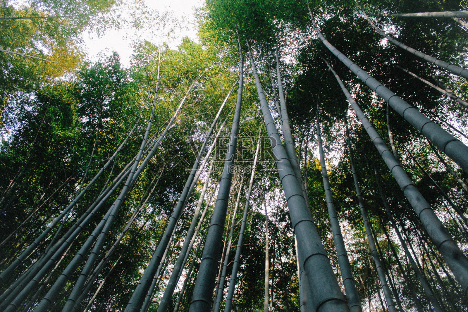 京都岚山照片摄影图片